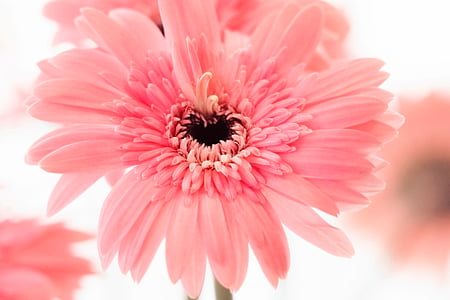 merah muda, kelopak, mekar, bunga, alam, Daisy, warna pink