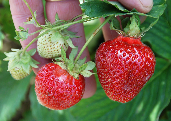 petits fruits, fraises, plante, en bonne santé, Sweet, frais, rouge