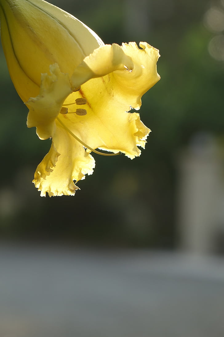 Cupa de aur de flori, trompeta, ca Premiul cupe, galben, natura, floare, Close-up