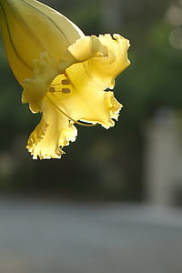 Coppa d'oro fiore, tromba, come coppe di menzione, giallo, natura, fiore, Close-up