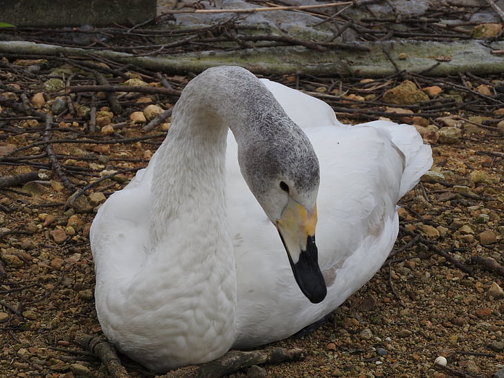 goose, duck, long neck, bird, white, swan, white swans