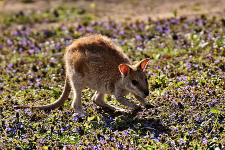 kenguru, fiatal állat, vadon élő állatok, állat, fiatal, gyermek, a körülöttünk lévő világ