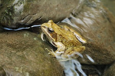 con ếch, nước, sông, Thiên nhiên, động vật