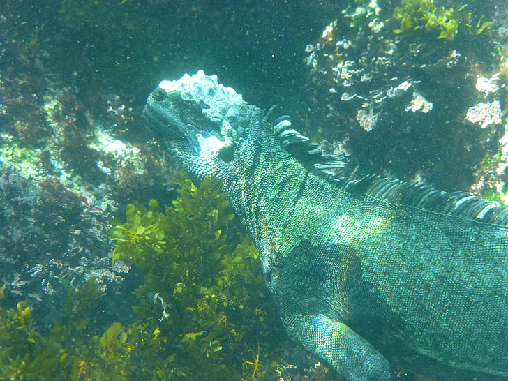 marine iguana, galapagos, diving, reptile, iguana, lizard, animal
