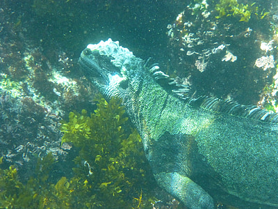 Iguana verda Marina, Galàpagos, Submarinisme, rèptil, Iguana verda, llangardaix, animal