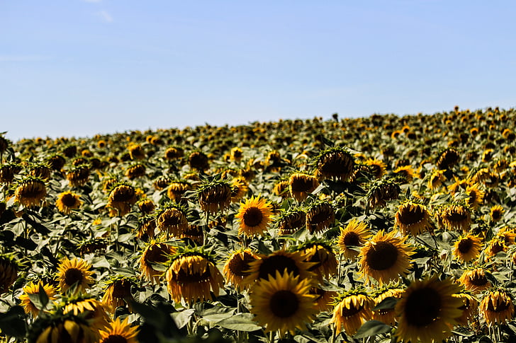 yellow, sunflower, farm, daytime, flower, sky, field