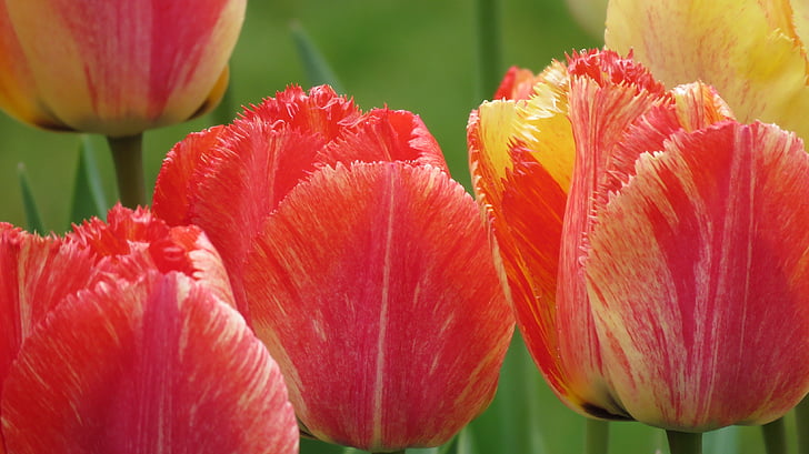 tulipas, Primavera, Cor, flor de primavera, frühlingsanfang, frühlingsblüher, Flora