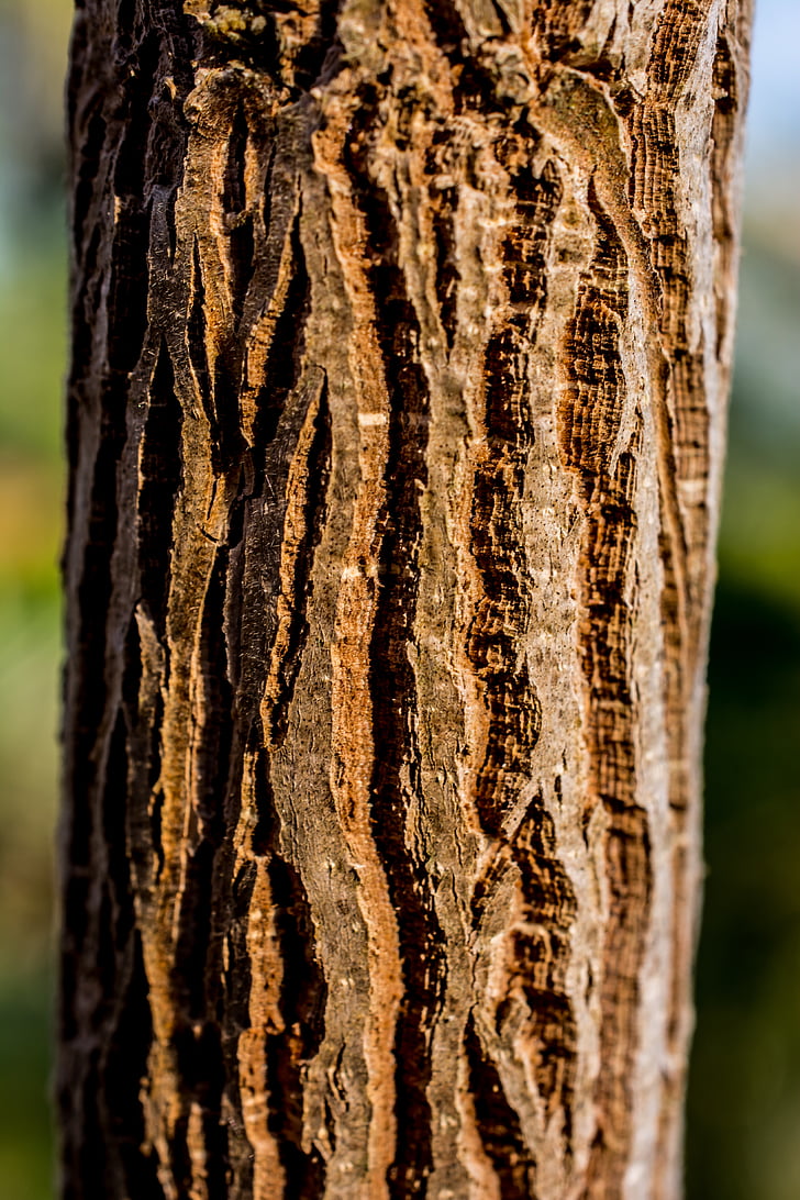 tree, log, bark
