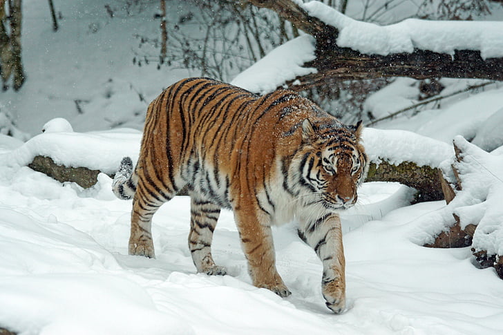 Tigre, amurtiger, predador, gato, carnívoros, perigoso, Siberian