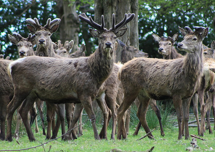 Stags, gevirer, rådyr