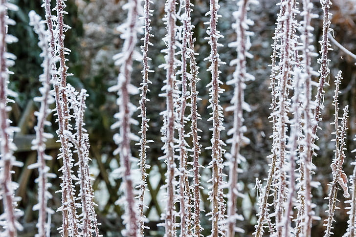 Frost, kolde, vinter, frosne, Ice, plante, eiskristalle