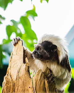 cottontop tamarin, Liszt-majmun, primat, krallenaffe, tropi, Zoološki vrt, Tiergarten