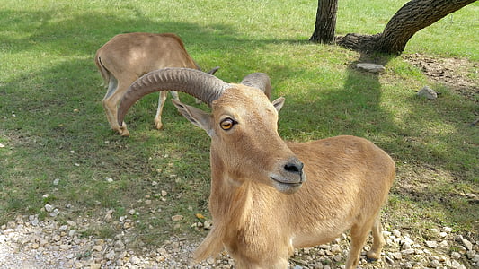 RAM, állat, kecske, állattenyésztés, természetes, vadon élő állatok