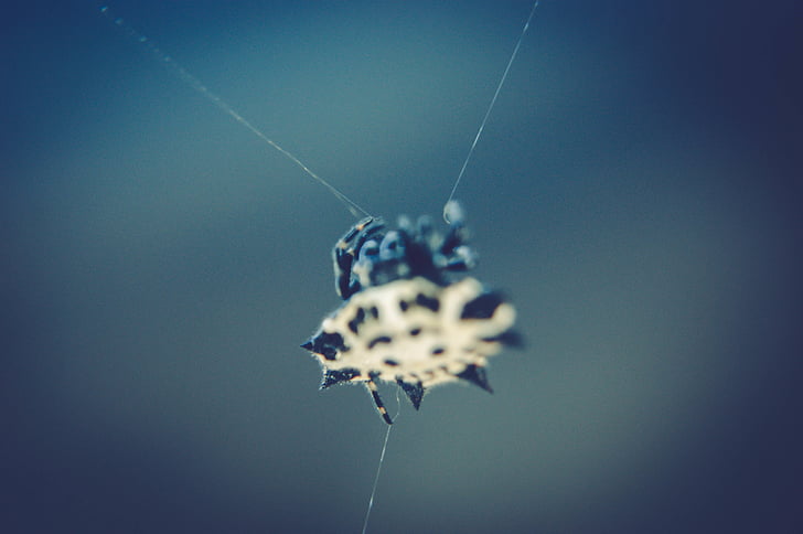 blur, bright, close-up, color, focus, image, insect