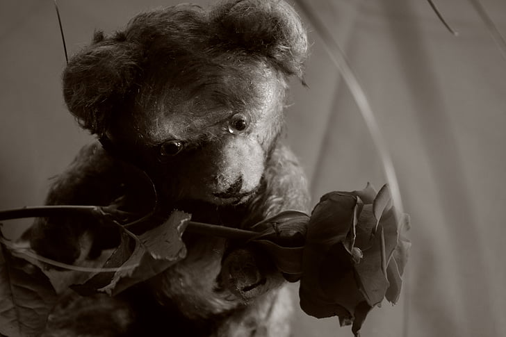 Тедді, Троянда, плюшевий ведмедик, Кохання, прихильність, Солодкий, романтичний