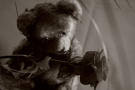 Teddy, naik, boneka beruang, Cinta, kasih sayang, Manis, romantis
