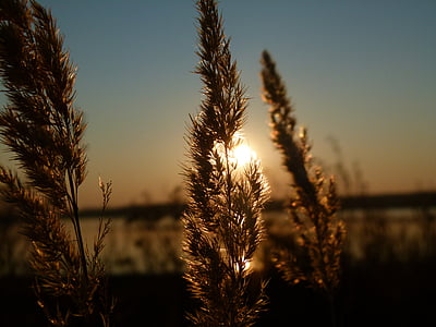 zachód słońca, Reed, podświetlenie, niebo, Natura, Latem, na zewnątrz
