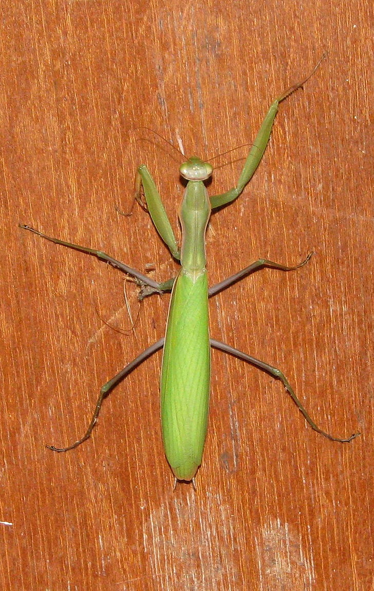 Praying mantis, europæiske mantis, fælles mantis, Mantis religiosa, moneymore, Ontario, Canada