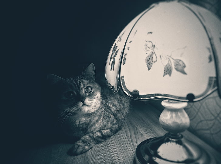 katten, lampe, Noir, drama, innenlands cat, dyr, kjæledyr