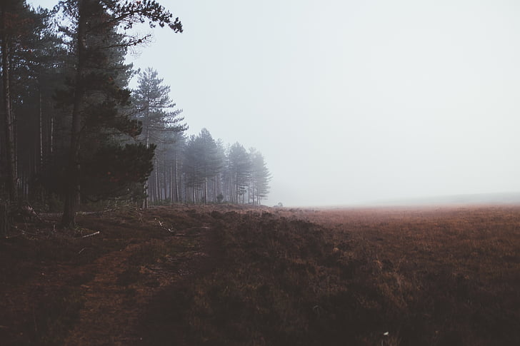 brown, field, green, trees, fog, climate, autumn