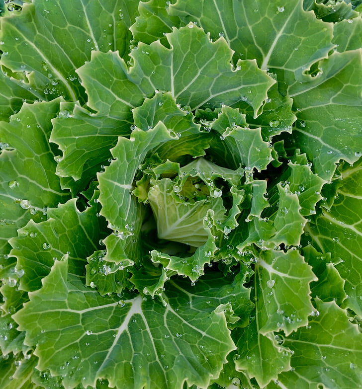 Kale, Blossom, verde, fresco, cibo, organico, vegetale