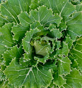 Kale, květ, zelená, čerstvé, jídlo, organický, zelenina