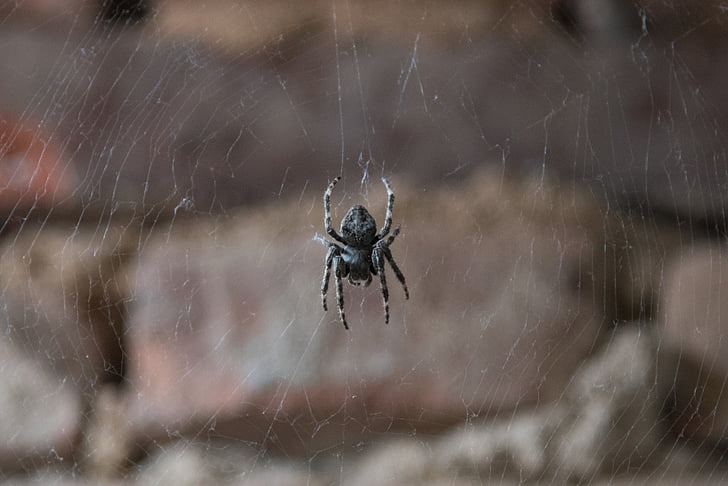 laba-laba, serangga, Cobweb, hewan, arakhnida air, alam, satwa liar
