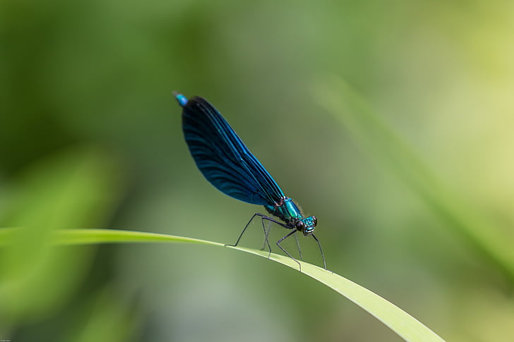 Dragonfly, demoiselle, modri zmaj, blizu, let insektov, modra, modro-krilati demoiselle