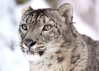 Snow leopard, porträtt, tittar just nu, Stare, ansikte, huvud, Feline