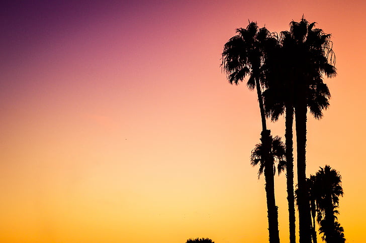 sylwetka, Zdjęcie, palmy, drzewa, zachód słońca, drzewo, Wschód słońca