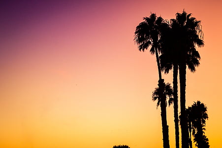 silhouette, photo, Palm, arbres, coucher de soleil, arbre, lever du soleil