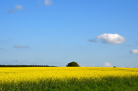 field of rapeseeds, summer, yellow, nature, field, rape blossom, landscape