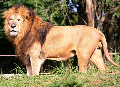 Lion, haku, profiilin, Zoo, Wild