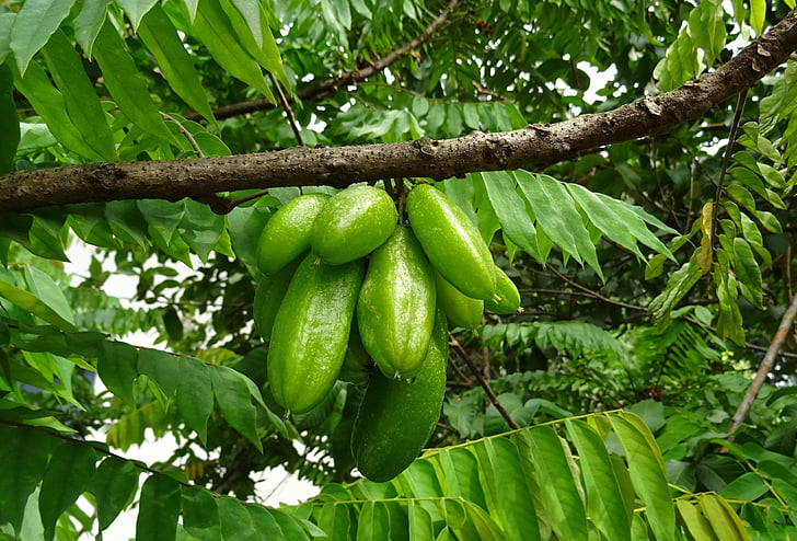 Bilimbi, fruta, Carambola bilimbi, árbol de pepino, acedera de árbol, árbol, Carambola