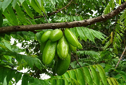 bilimbi, fruits, Averrhoa bilimbi, Magnolia acuminé, oseille de l’arbre, arbre, Averrhoa
