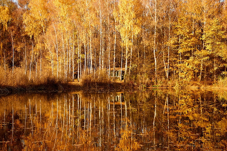 daba, gada rudenī kokam, rudens noskaņu, brūns, saule, koki, ainava