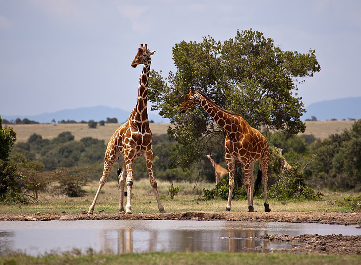 καμηλοπάρδαλη, σαφάρι, Κένυα, Samburu