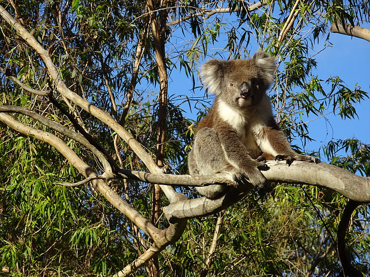 ours du Koala, Gawler ranges, port lincoln, à l’extérieur, Australie, marsupial, jeu de supports