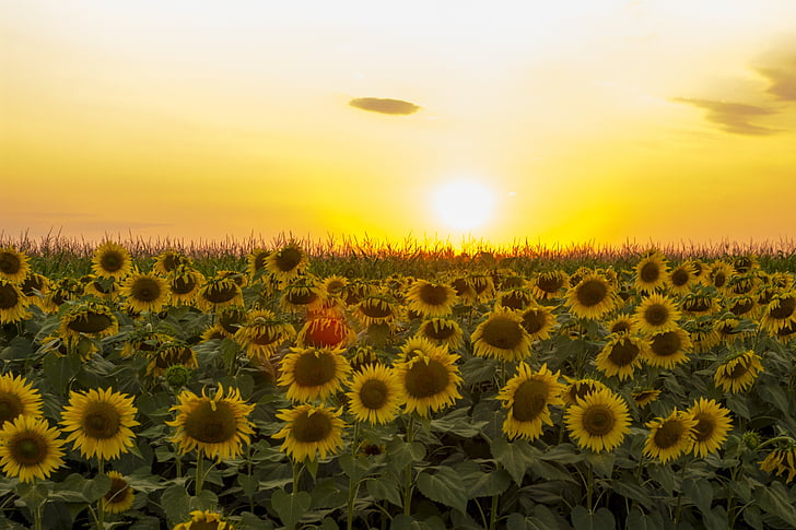 bunga matahari, matahari terbenam, dramatis langit, bidang, bunga, langit, alam