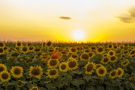 suncokret, zalazak sunca, dramatično nebo, polje, cvijet, nebo, priroda