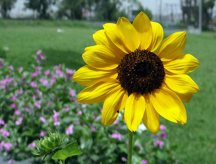 bunga matahari, hias, makro, Close-up, bunga, kuning, Noida