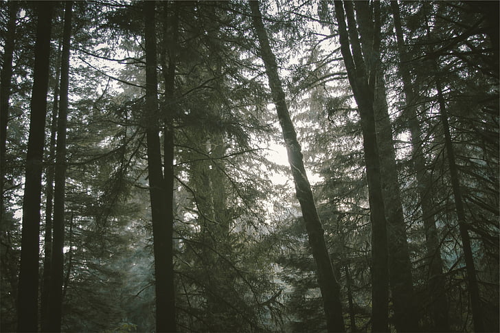 low, angle, photo, tall, trees, day, time