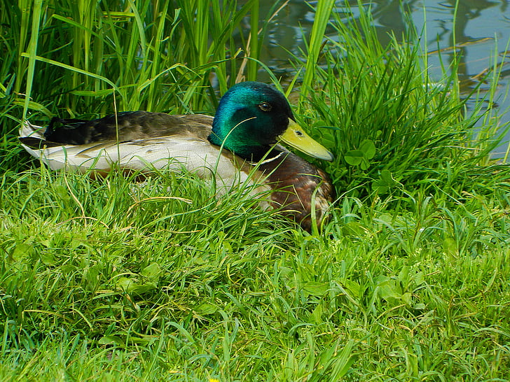 duck, waterfowl, finnish, in the grass, male, beach