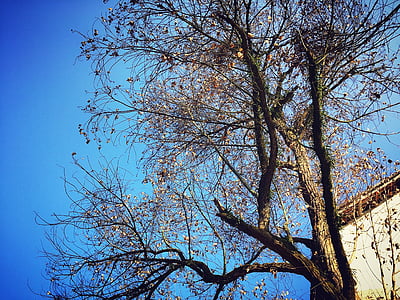 musim gugur, pohon, layu, alam, cabang, langit, biru