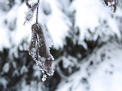 inverno, neve, gelo, foglia, ramo, cristalli, freddo