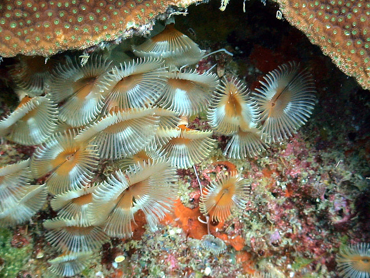 sea, underwater, reefs