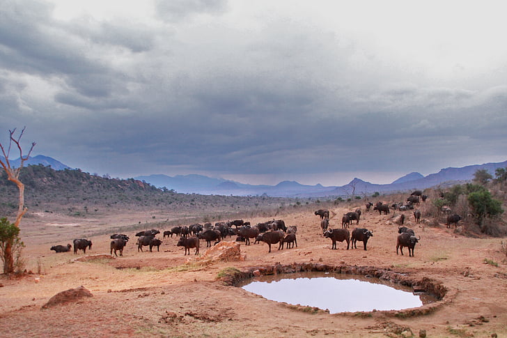 öntözés lyuk, Buffalo, állatok, Afrika, Safari, Bivaly, Kenya
