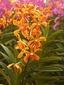 orchidea, fiore, luminoso, viola, Flora, crescita, decorazione