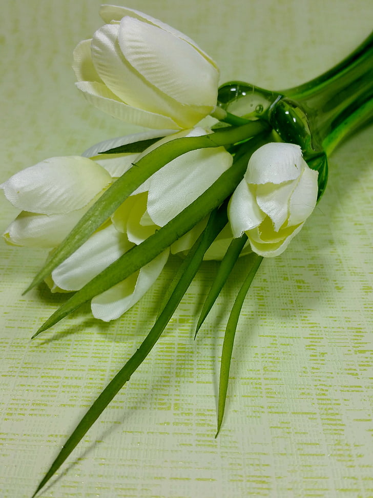 tulipány, biela, jar, kvety, Váza