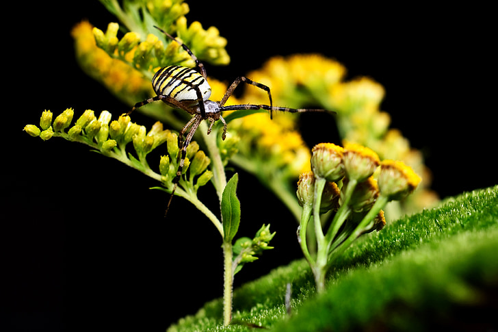 Pająk, WASP spider, makro, Natura, owad, żółty, Tygrzyk paskowany